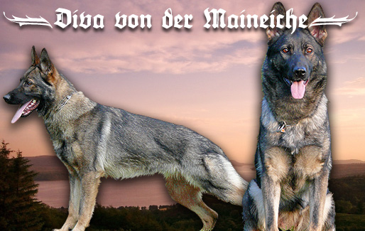 Diva von der Maineiche